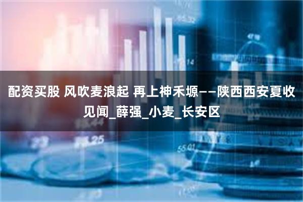 配资买股 风吹麦浪起 再上神禾塬——陕西西安夏收见闻_薛强_小麦_长安区